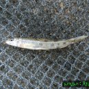 청미천 3 이미지