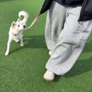 도그어스플래닛에듀케이션 | [봉사 소식] 1365 + 서포터즈 봉사활동 (feat.산책 교육)