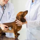 [1급과정] 반려동물관리사 1급 이미지