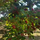 보리수한의원 이미지