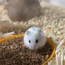 햄스터 분양 로던트 클럽 충남점 이미지