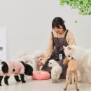 펫글타운 이미지