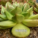 마하라자 Daum카페