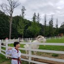 [강원] 준비없이 급떠난 1박2일, 평창 하늘목장 &amp; 강릉 안목해변