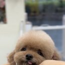 애견미용실 바비펫 이미지