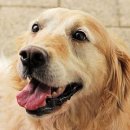 귀여워 강아지 이미지