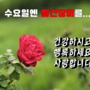수요일 Daum카페