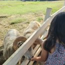 남해목장 이미지