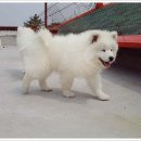 알곡켄넬 이미지