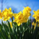 신안밧데리 이미지