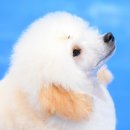 도그아트켄넬 이미지