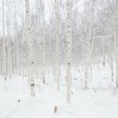 자작나무 숲 이미지