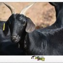 햇살 염소농장 이미지