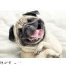 웃으면복이와요 이미지