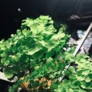 모노컬러(monocolor) 이미지