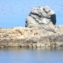 울산광역시 울주군 상북면 천전리 438-1 | 작천정 벚꽃과 울산울주 가볼만한곳(석남사,자수정...대곡암각화박물관,천전리각석,반구대암각화,선바위...