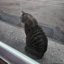 술이홀로(2) | 법원읍 맛집 | 가수 박선하님의 옛날통닭 후라이드 맛집 웅담치킨