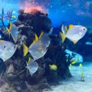 바다 FISH 이미지