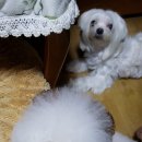 말티와푸들이사는집 이미지