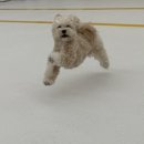 글로리 애견 유치원 이미지