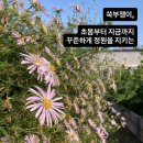 누리달 Daum카페