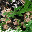 은행나무 경로당 이미지