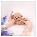 건강한펫 | 수원영통동말티푸분양 유앤미펫 방문 후기, 건강한 아이를 만난 이야기