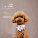 몽실 애견미용 이미지