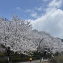 그늘막89 | 🌸 여의도 말고 여기 가세요 — 서울 벚꽃 여행 찐 숨은 명소, 북서울꿈의숲 완전 정복