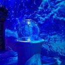 동산정보고 | 씨라이프 코엑스 아쿠아리움 방문 후기