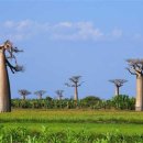 바오밥나무 이미지