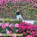 진천장미공원 | 대구 이곡장미공원 주말 방문 후기 실시간 개화 상태 주차 팁 축제 공연 일정