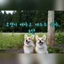 라트반 | 호탱이 배 타고 제주도 가다. 3탄-비밀의숲,해물라면,바다수영,애견동반카페,다시버시,어머니닭집,라트반