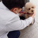 화정동물병원 | 화정동물병원 탑케어동물의료원 강아지건강검진 후기