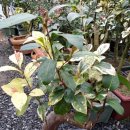 동백농원 이미지