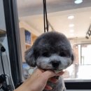 honapet(호나펫) 네이버블로그