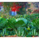 이른아침호숫가 이미지