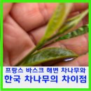 내포비료 | 프랑스 바스크 해변 차 나무와 한국 차밭의 차이점