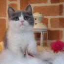 Premium 먼치킨 이미지