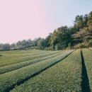 제주 올레길 16코스 이미지