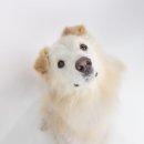 놀로동물행동클리닉 이미지