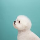 릴리리독 이미지