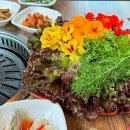 남연허브 이미지