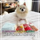 pet01거7610 | 나트랑 애견용품점 | 다이아몬드펫 위치 가격 꿀팁 총정리