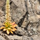 포천바위솔(대한민국 특산식물) 이미지