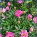 스테이 이플 이미지