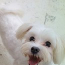 보들보들 이미지