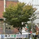 재구가발 이미지