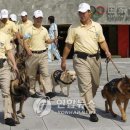 stadium of dogs 이미지