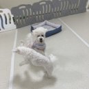 청주 애견유치원 꼬리흔들개Lucky 이미지